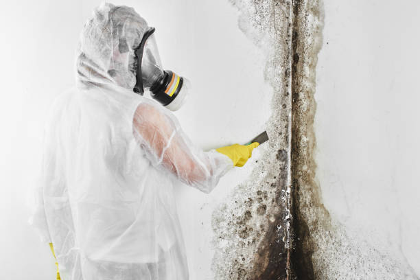 Best Professional Mold Removal  in Langston, OK