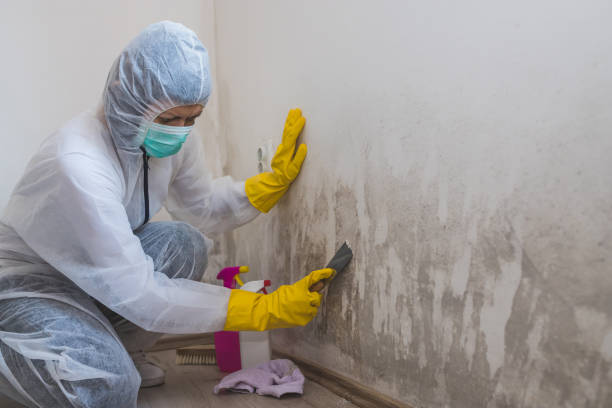 Trusted Langston, OK Mold Removal Experts
