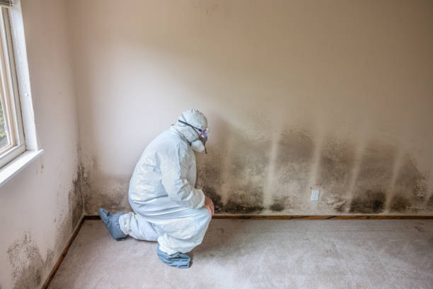 Professional Mold Removal in Langston, OK