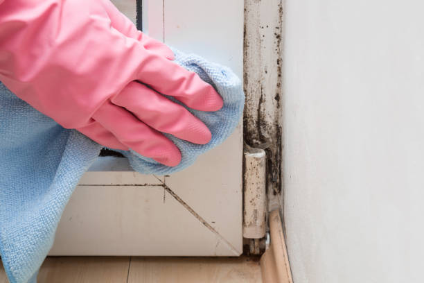 Best Mold Cleaning Services  in Langston, OK